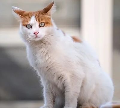 ねこホーダイ-社長